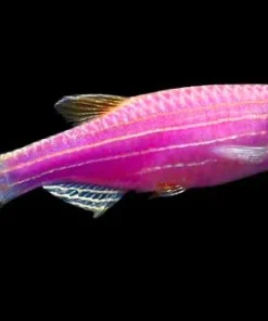 Glo Galactic Purple Danio (Danio rerio sp.) for Sale Canada | Fluorescent Aquarium Fish