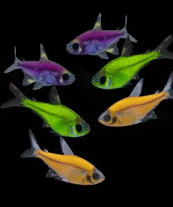 Glo Pristella Electric Green Tetra (Pristella maxillaris) for Sale Canada | Vibrant Community Fish