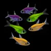 Glo Pristella Galactic Purple Tetra (Pristella maxillaris) for Sale Canada | Colorful Community Fish