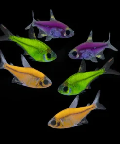 Glo Pristella Starfire Red Tetra (Pristella maxillaris) for Sale Canada | Vibrant Community Fish