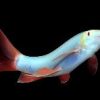 Glo Rainbow Shark Cosmic Blue (Epalzeorhynchos frenatum) for Sale Canada