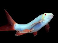 Glo Rainbow Shark Cosmic Blue (Epalzeorhynchos frenatum) for Sale Canada