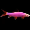 Glo Rainbow Shark Galactic Purple (Epalzeorhynchos frenatum) for Sale Canada
