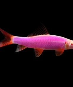 Glo Rainbow Shark Galactic Purple (Epalzeorhynchos frenatum) for Sale Canada