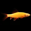 Glo Rainbow Shark Sunburst Orange (Epalzeorhynchos frenatum) for Sale Canada