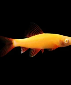 Glo Rainbow Shark Sunburst Orange (Epalzeorhynchos frenatum) for Sale Canada