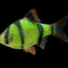 Tiger Barb (Puntigrus tetrazona) For Sale Canada | Active Schooling Fish