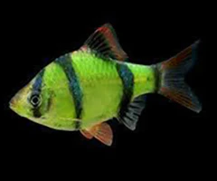 Tiger Barb (Puntigrus tetrazona) For Sale Canada | Active Schooling Fish