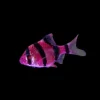 Glo Tiger Barb Galactic Purple (Puntigrus tetrazona) for Sale Canada