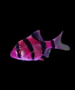 Glo Tiger Barb Galactic Purple (Puntigrus tetrazona) for Sale Canada