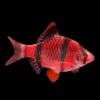 Starfire Red Glo Tiger Barb (Puntius tetrazona) For Sale Canada | Bright Schooling Fish