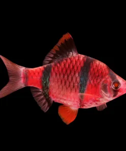 Starfire Red Glo Tiger Barb (Puntius tetrazona) For Sale Canada | Bright Schooling Fish