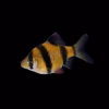 Glo Tiger Barb Sunburst Orange (Puntigrus tetrazona) for Sale Canada