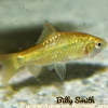 Gold Barb (Puntius sachsi) for Sale Canada | Buy Golden Freshwater Barb