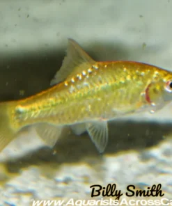 Gold Barb (Puntius sachsi) for Sale Canada | Buy Golden Freshwater Barb