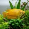 Gold Gourami (Trichopodus trichopterus Gold) for Sale Canada | Premium Freshwater Gourami