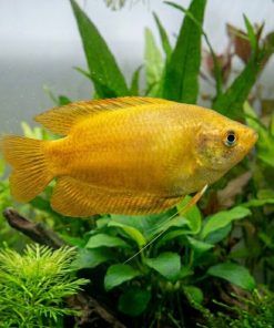 Gold Gourami (Trichopodus trichopterus Gold) for Sale Canada | Premium Freshwater Gourami