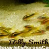 Gold Laser Corydoras CW010 Rio Ucayali for Sale Canada | Rare Cory Catfish