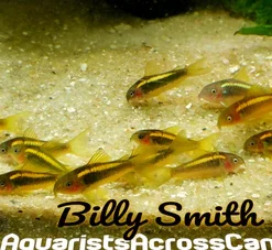Gold Laser Corydoras CW010 Rio Ucayali for Sale Canada | Rare Cory Catfish