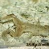 Golden Dwarf Aquatic Frog (Hymenochirus sp.) D2405M for Sale Canada | Rare Aquarium Frog