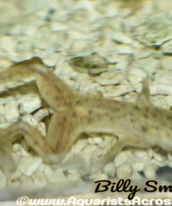 Golden Dwarf Aquatic Frog (Hymenochirus sp.) D2405M for Sale Canada | Rare Aquarium Frog