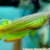 Golden Panchax Killifish (Aplocheilus lineatus) for Sale Canada | Freshwater Aquarium Fish