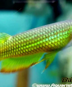 Golden Panchax Killifish (Aplocheilus lineatus) for Sale Canada | Freshwater Aquarium Fish