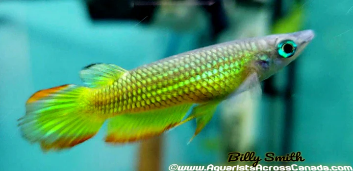 Golden Panchax Killifish (Aplocheilus lineatus) for Sale Canada | Freshwater Aquarium Fish