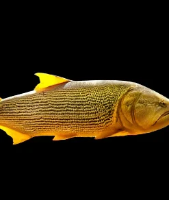 Golden Dorado (Salminus brasiliensis) Wild Caught Canada | Buy Rare Predator Fish