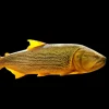 Golden Dorado Wild Caught (Salminus brasiliensis) for Sale Canada | Rare Predator Fish