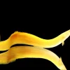 Golden Fire Eel Xanthic 8” Canada | Pre-Order Ultra Rare Mastacembelus erythrotaenia