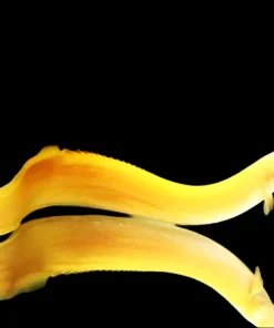 Golden Fire Eel Xanthic 8” Canada | Pre-Order Ultra Rare Mastacembelus erythrotaenia