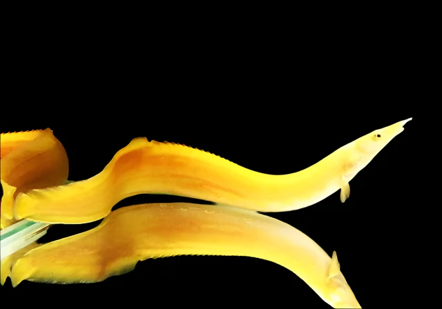 Golden Fire Eel Xanthic 8” Canada | Pre-Order Ultra Rare Mastacembelus erythrotaenia