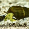 Golden Rabbit Snail (Tylomelania sarasinorum) for Sale Canada | Rare Aquarium Snail