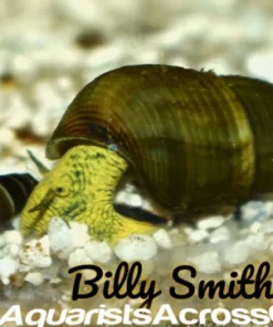 Golden Rabbit Snail (Tylomelania sarasinorum) for Sale Canada | Rare Aquarium Snail