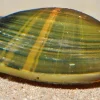 Golden Stripe Clam (Uniandra contradens) XL for Sale Canada | Freshwater Aquarium Clam