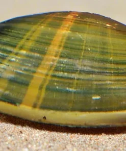 Golden Stripe Clam (Uniandra contradens) XL for Sale Canada | Freshwater Aquarium Clam