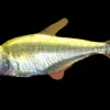 Gold Tetra (Hemigrammus rodwayi) for Sale Canada | Buy Gold Tetra