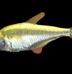 Gold Tetra (Hemigrammus rodwayi) for Sale Canada | Buy Gold Tetra
