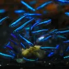 Green Neon Tetra (Paracheirodon simulans) for Sale Canada | Buy Green Neon Tetra