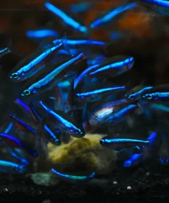Green Neon Tetra (Paracheirodon simulans) for Sale Canada | Buy Green Neon Tetra