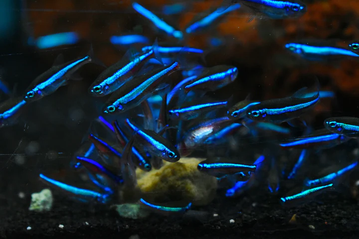 Green Neon Tetra (Paracheirodon simulans) for Sale Canada | Buy Green Neon Tetra