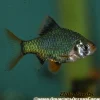 Green Tiger Barb (Puntius tetrazona var.) For Sale Canada | Vibrant Schooling Fish