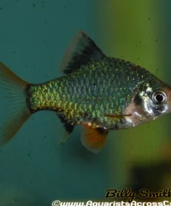 Green Tiger Barb (Puntius tetrazona var.) For Sale Canada | Vibrant Schooling Fish