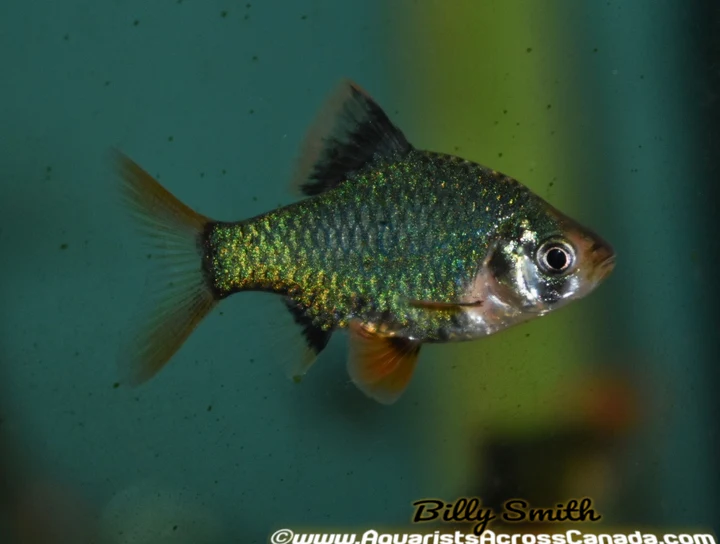 Green Tiger Barb (Puntius tetrazona var.) For Sale Canada | Vibrant Schooling Fish