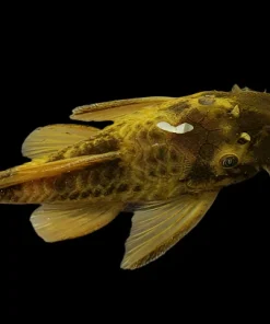 Green Dragon Bristlenose Pleco for Sale in Canada | Buy Green Dragon Ancistrus