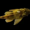 Green Dragon Bristlenose Pleco Canada | Buy Ancistrus sp. Green Dragon Online