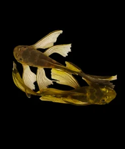 Green Dragon Bristlenose Longfin for Sale in Canada | Buy Green Dragon Pleco