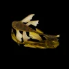 Green Dragon Longfin Bristlenose Pleco Canada | Buy Ancistrus sp. Online