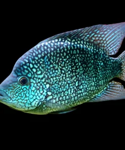 GREEN TEXAS CICHLID (Herichthys carpintis Escondito) 2"